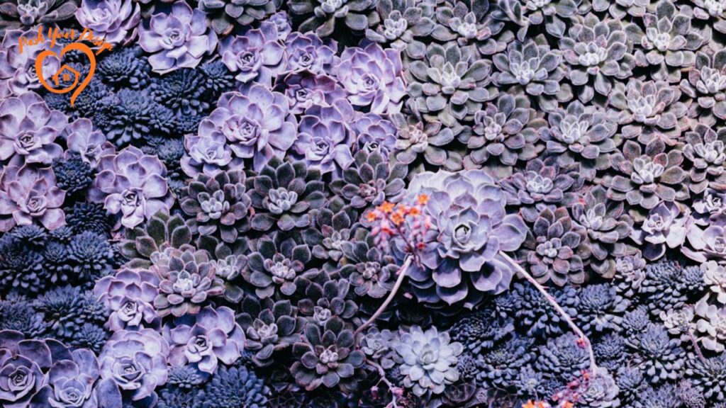 The Allure of Purple Butterfly Wallpaper